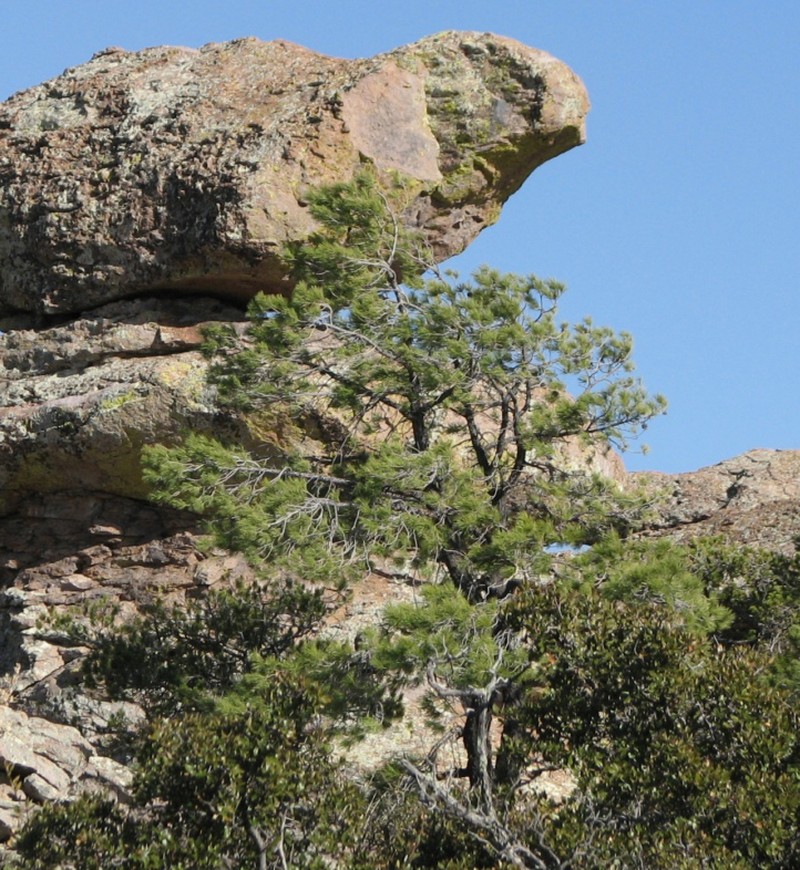 Chihuahuan Pine