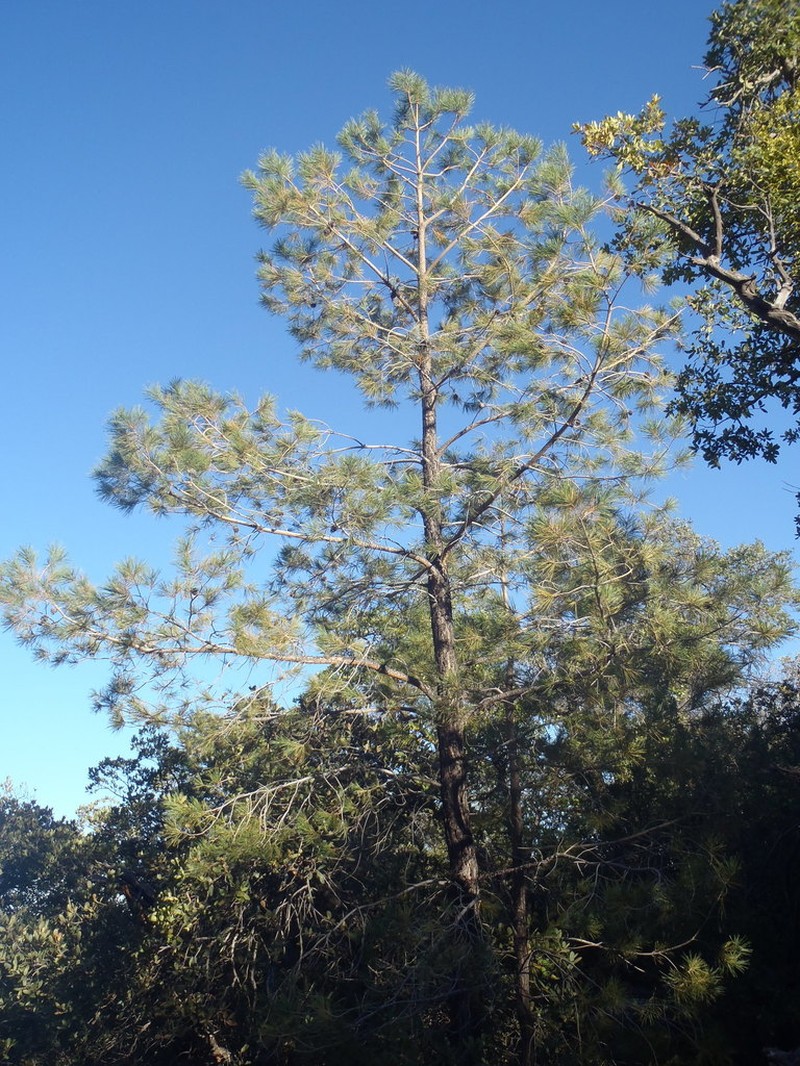 Chihuahuan Pine photo 2