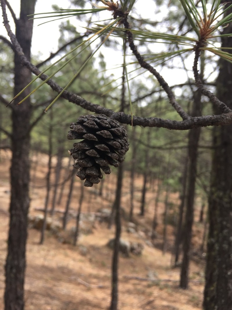 Chihuahuan Pine photo 3