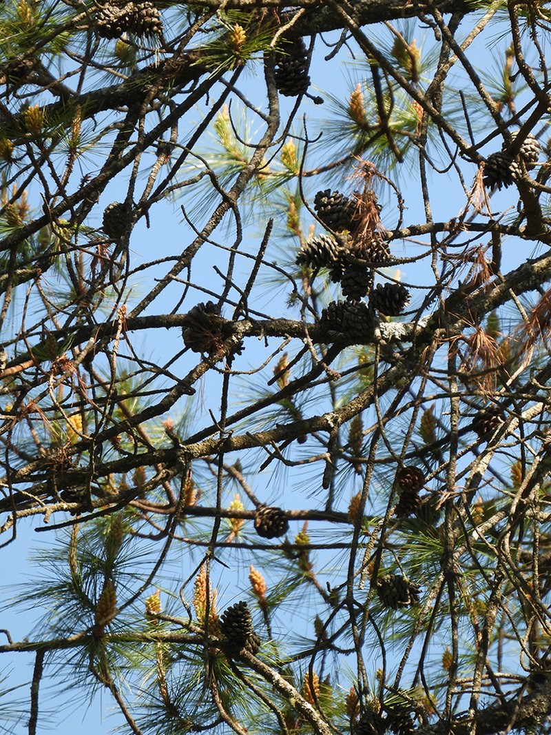 Chihuahuan Pine photo 4