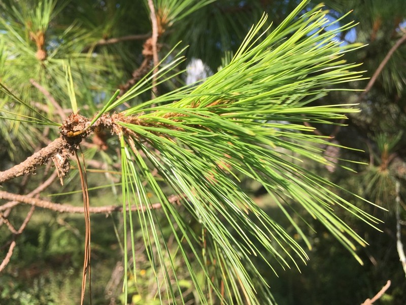 Chihuahuan Pine photo 5