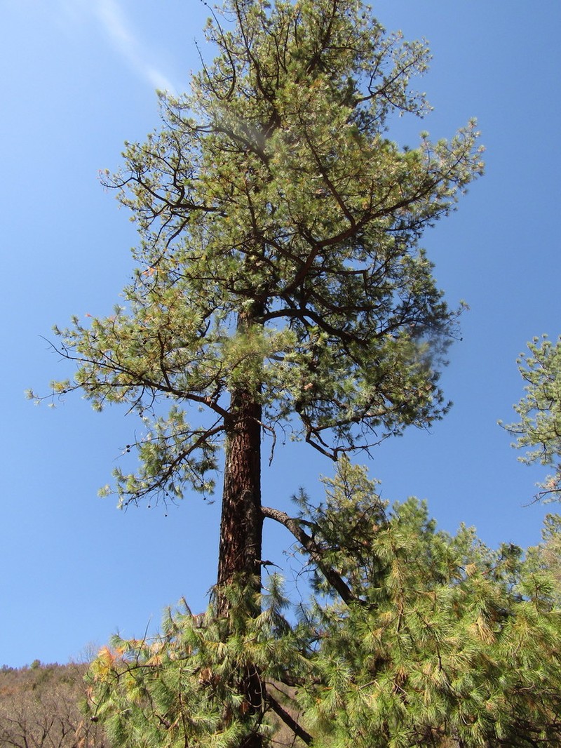 Chihuahuan Pine photo 6