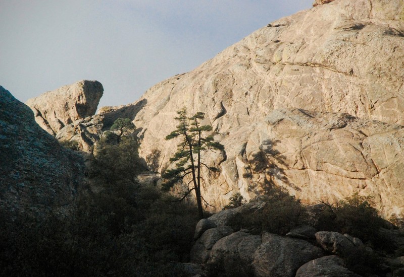 Chihuahuan Pine photo 7