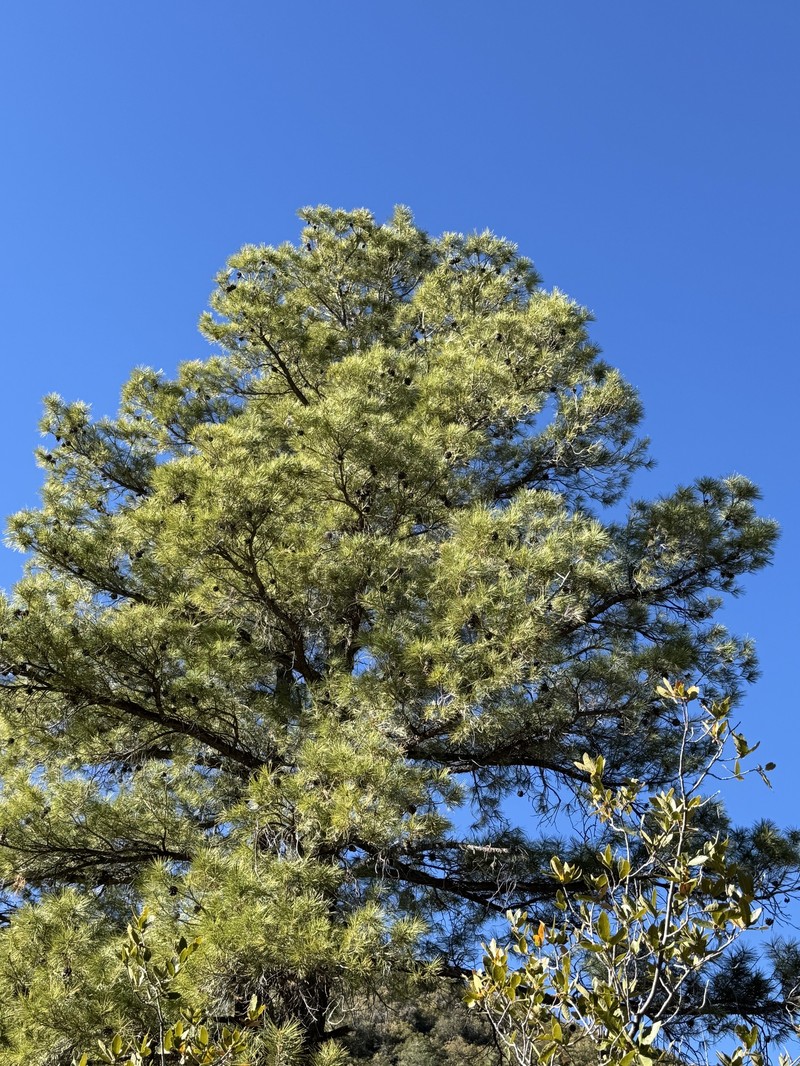Pinus leiophylla var. chihuahuana