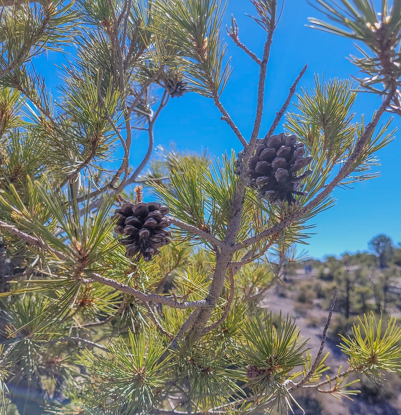 Pinus leiophylla var. chihuahuana photo 2