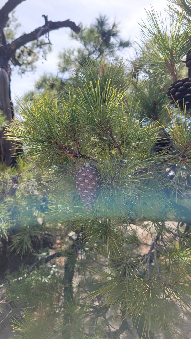 Pinus leiophylla var. chihuahuana photo 3