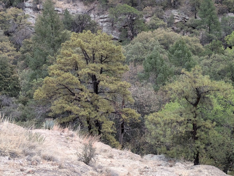 Pinus leiophylla var. chihuahuana photo 4