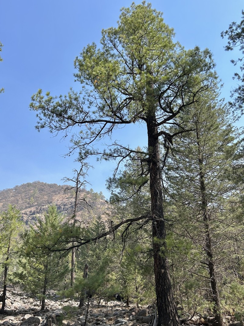Pinus leiophylla var. chihuahuana photo 5
