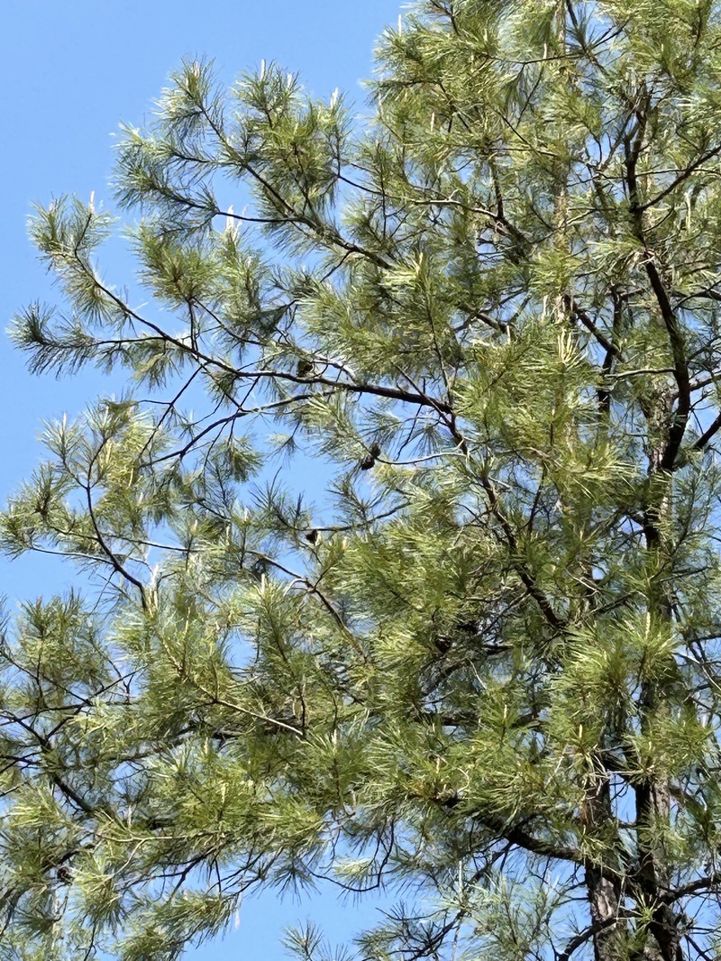 Pinus leiophylla var. chihuahuana photo 6