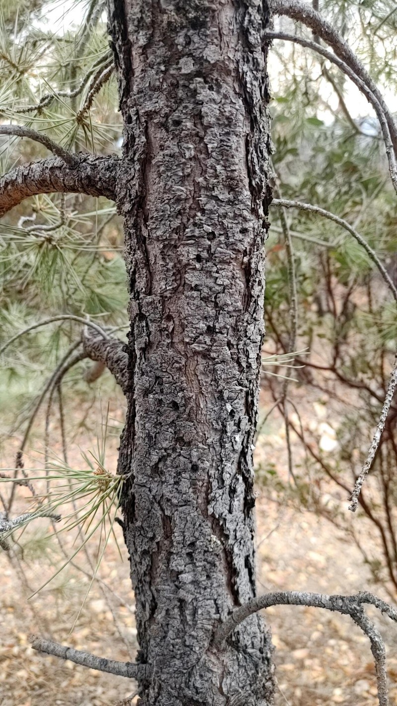 Pinus leiophylla var. chihuahuana photo 7