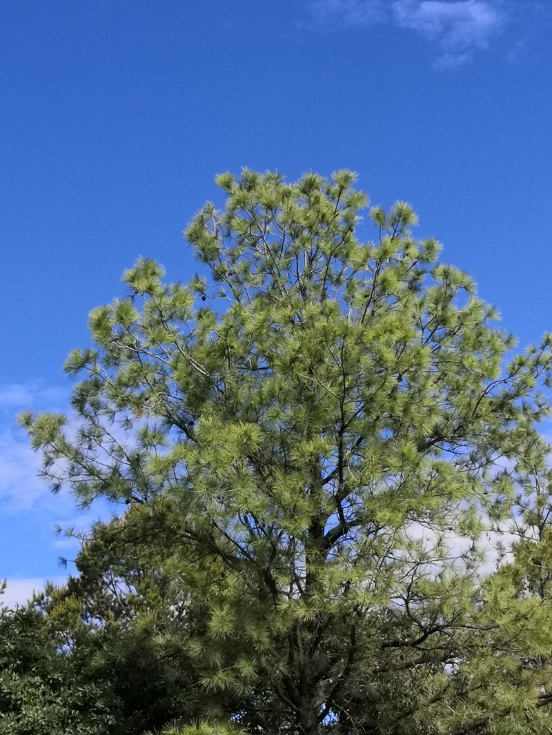 Pinus leiophylla var. chihuahuana photo 8