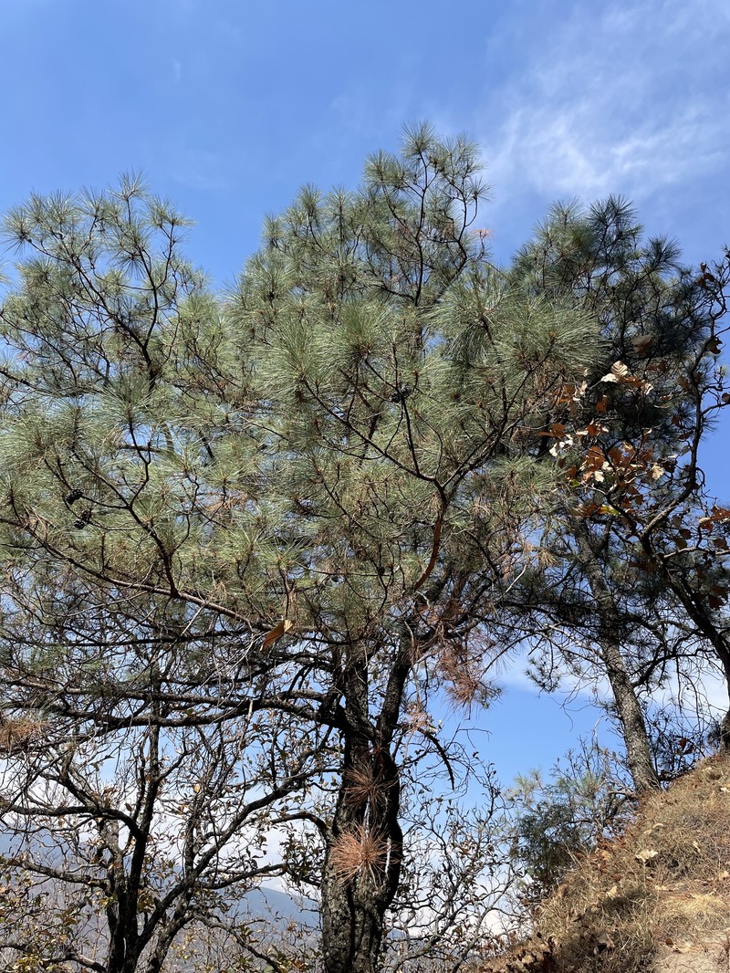 Pinus leiophylla var. leiophylla
