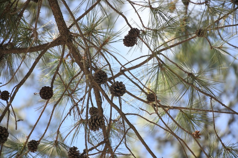 Pinus leiophylla var. leiophylla photo 2