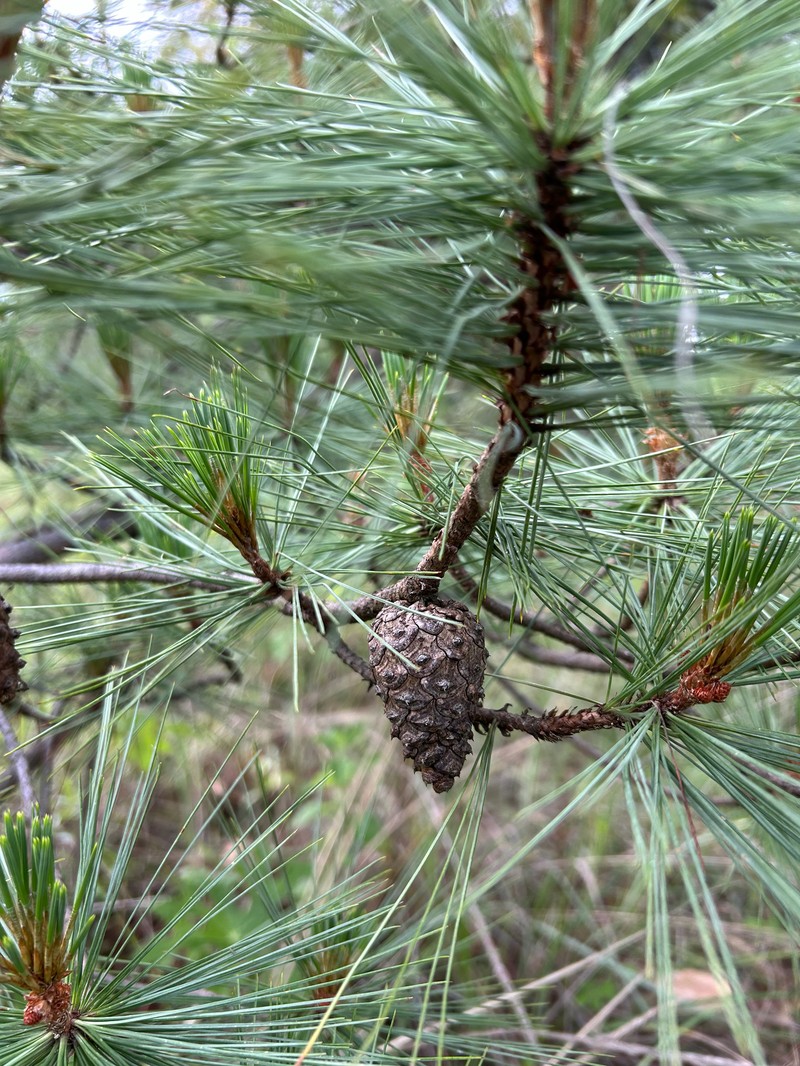 Pinus leiophylla var. leiophylla photo 3