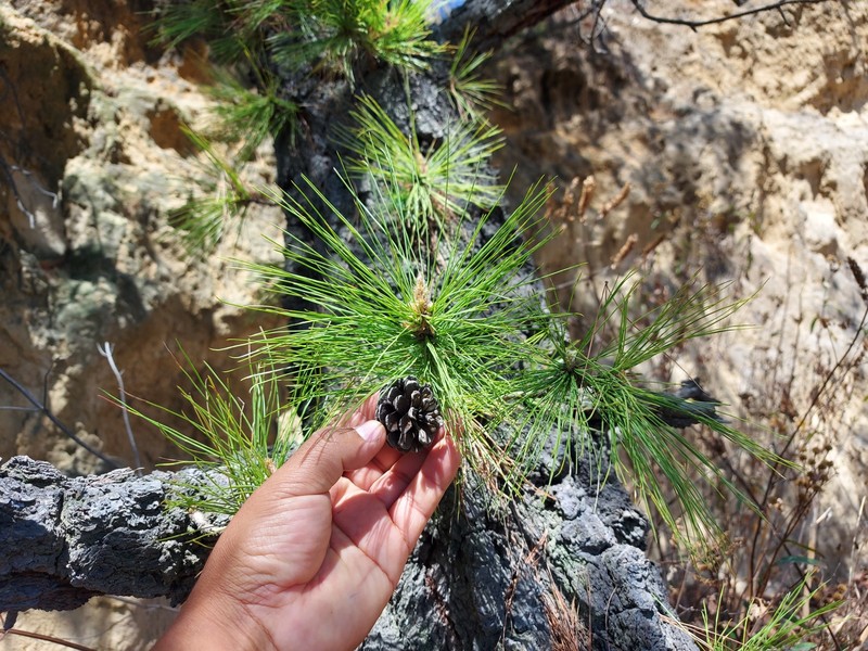 Pinus leiophylla var. leiophylla photo 4