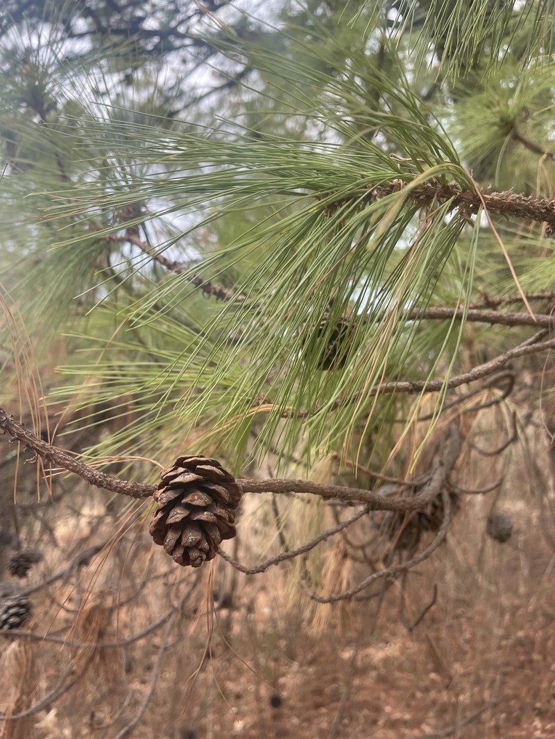Pinus leiophylla var. leiophylla photo 5