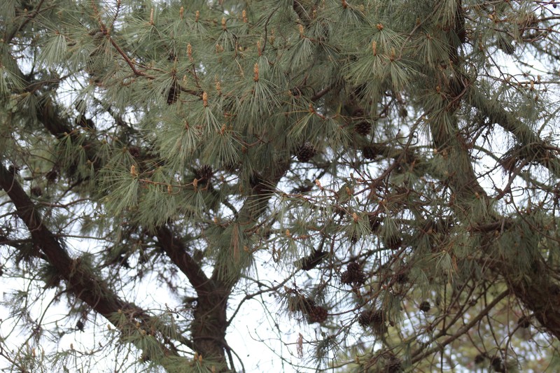 Pinus leiophylla var. leiophylla photo 6
