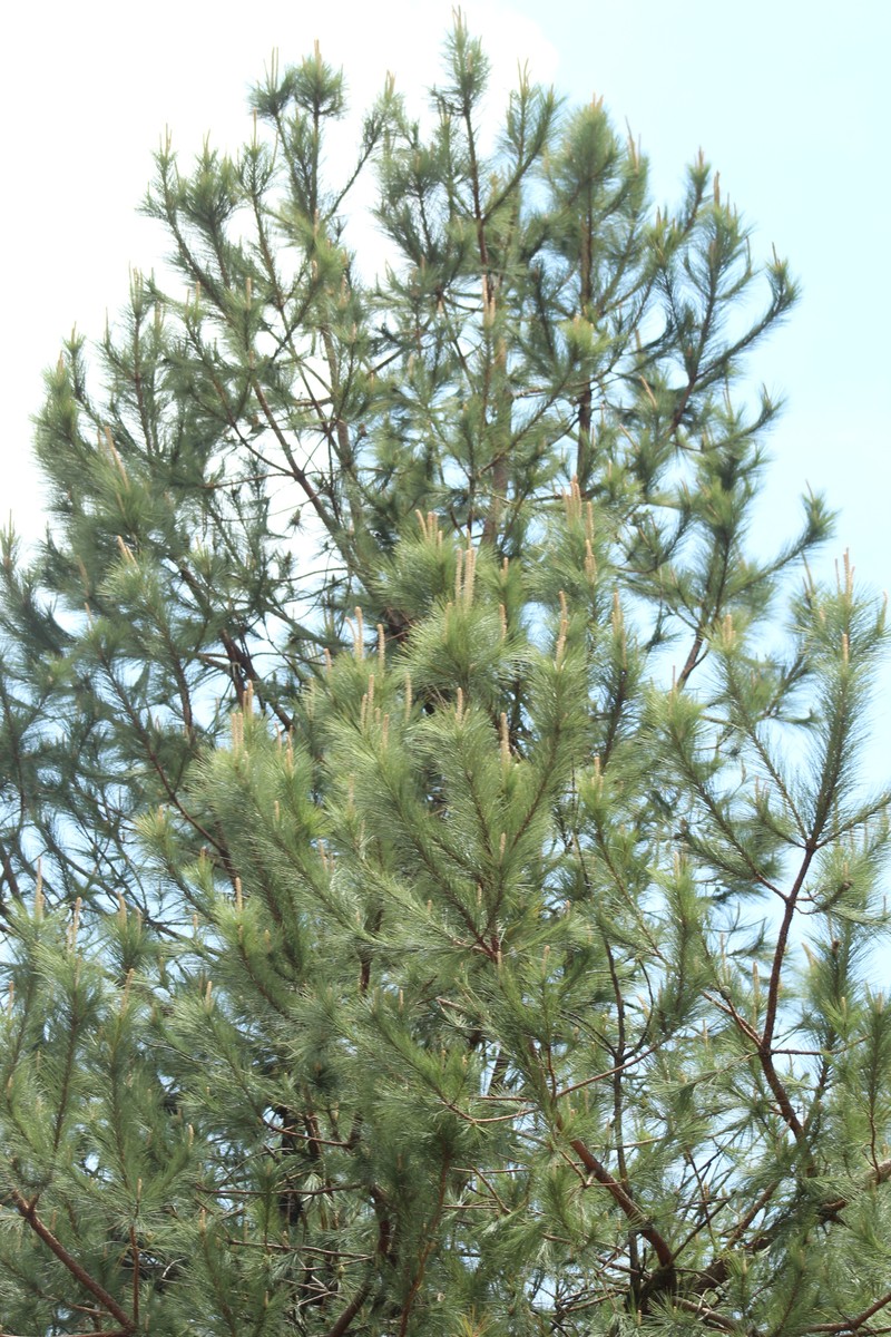 Pinus leiophylla var. leiophylla photo 7
