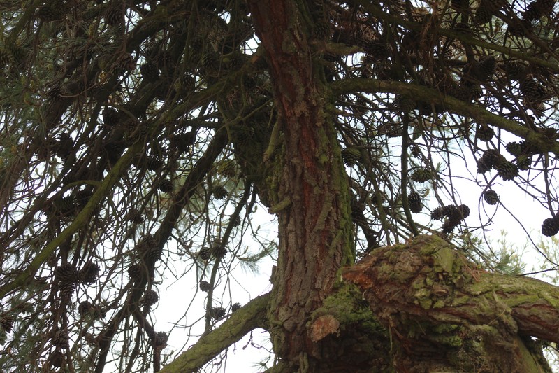 Pinus leiophylla var. leiophylla photo 8