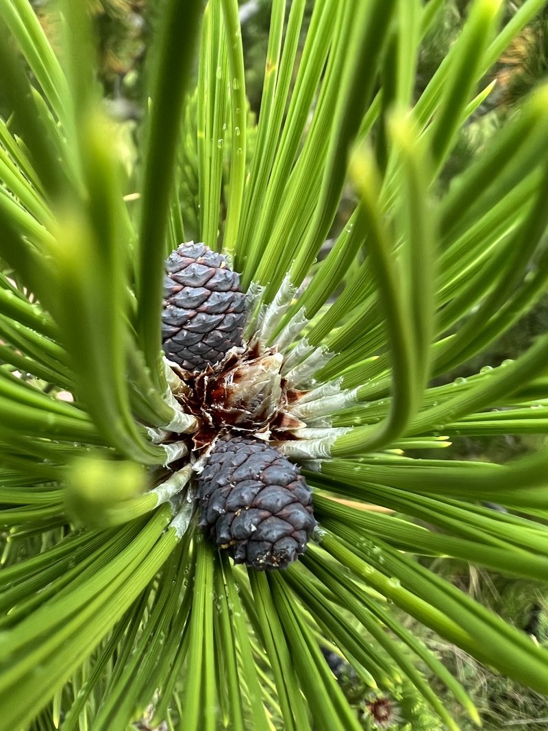 Bosnian Pine photo 3