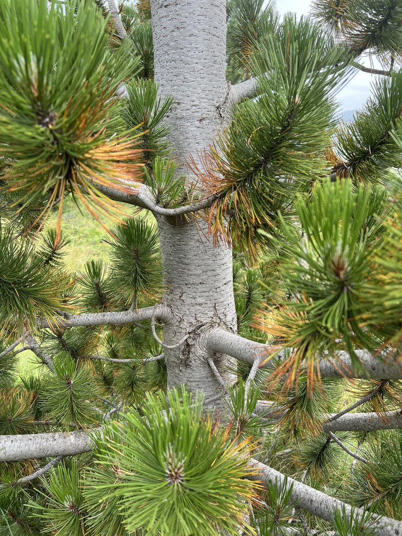 Bosnian Pine photo 4
