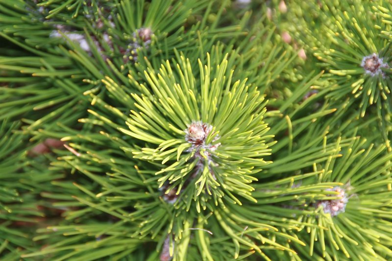 Bosnian Pine
