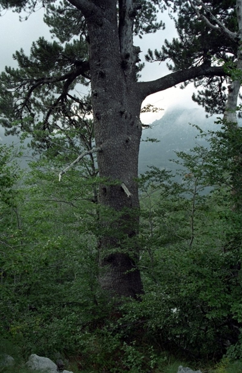 Bosnian Pine photo 5