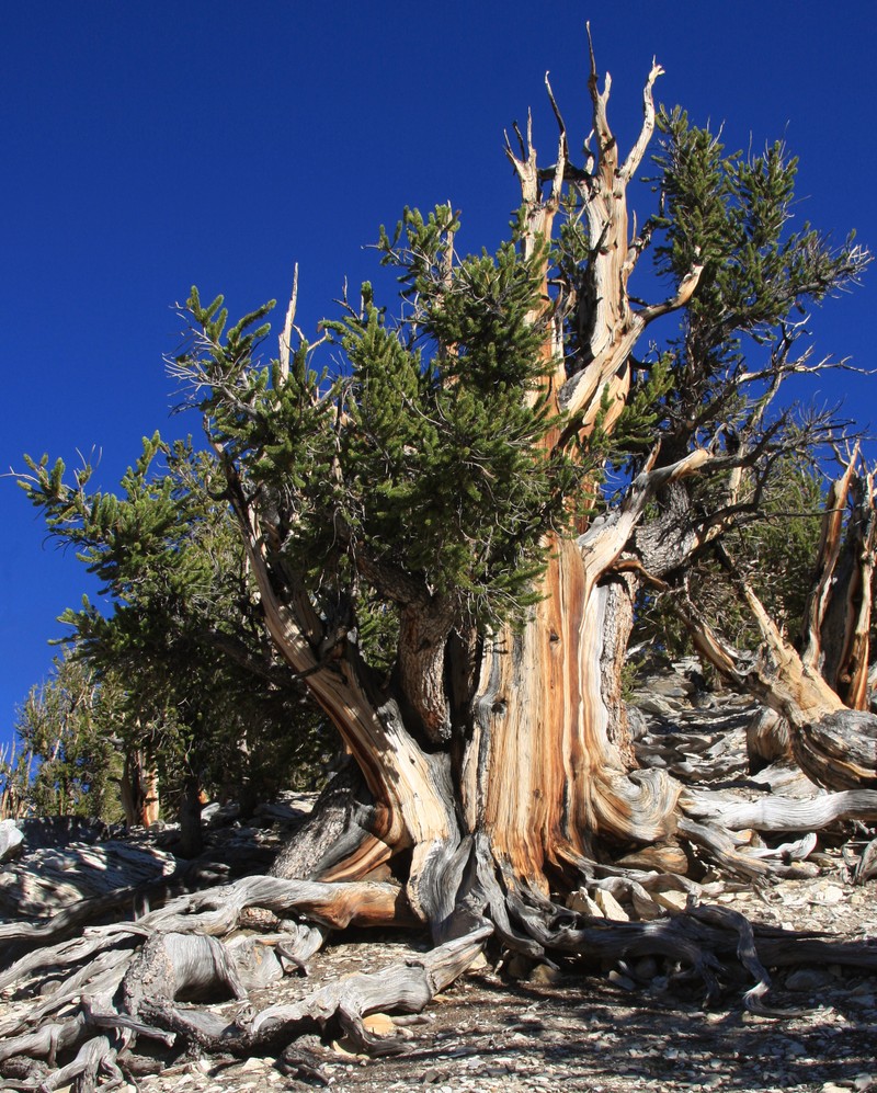 Great Basin Bristlecone Pine