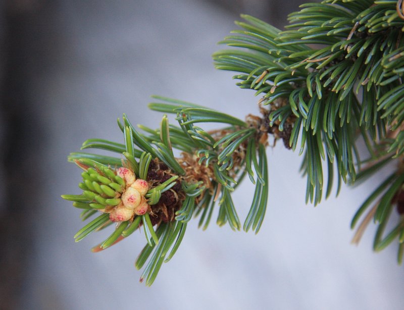 Great Basin Bristlecone Pine photo 3