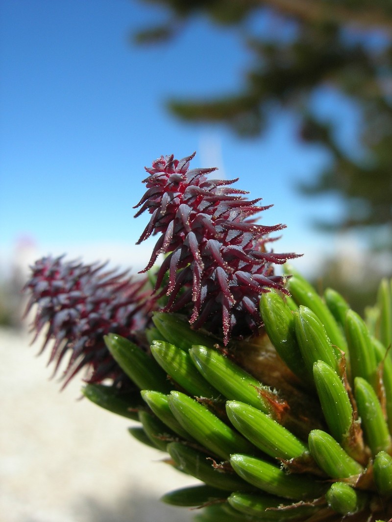Great Basin Bristlecone Pine photo 6