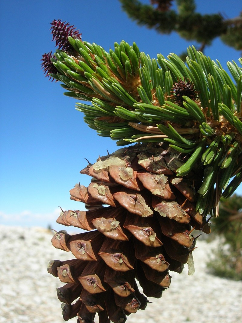 Great Basin Bristlecone Pine photo 7