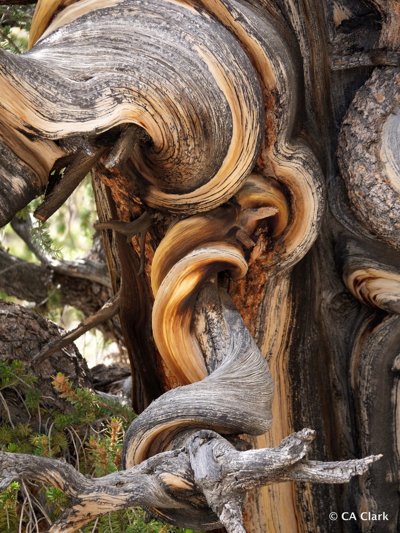 Great Basin Bristlecone Pine photo 6