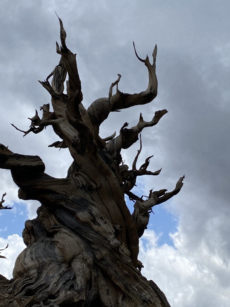 Great Basin Bristlecone Pine photo 7
