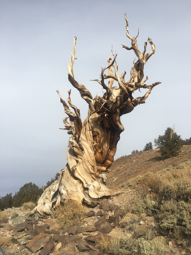 Great Basin Bristlecone Pine photo 8