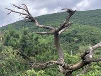 Pinus luchuensis