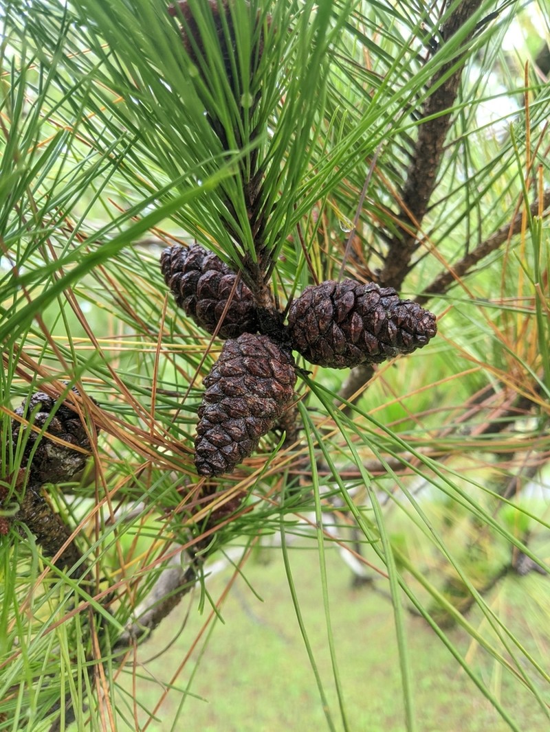 Pinus luchuensis photo 2
