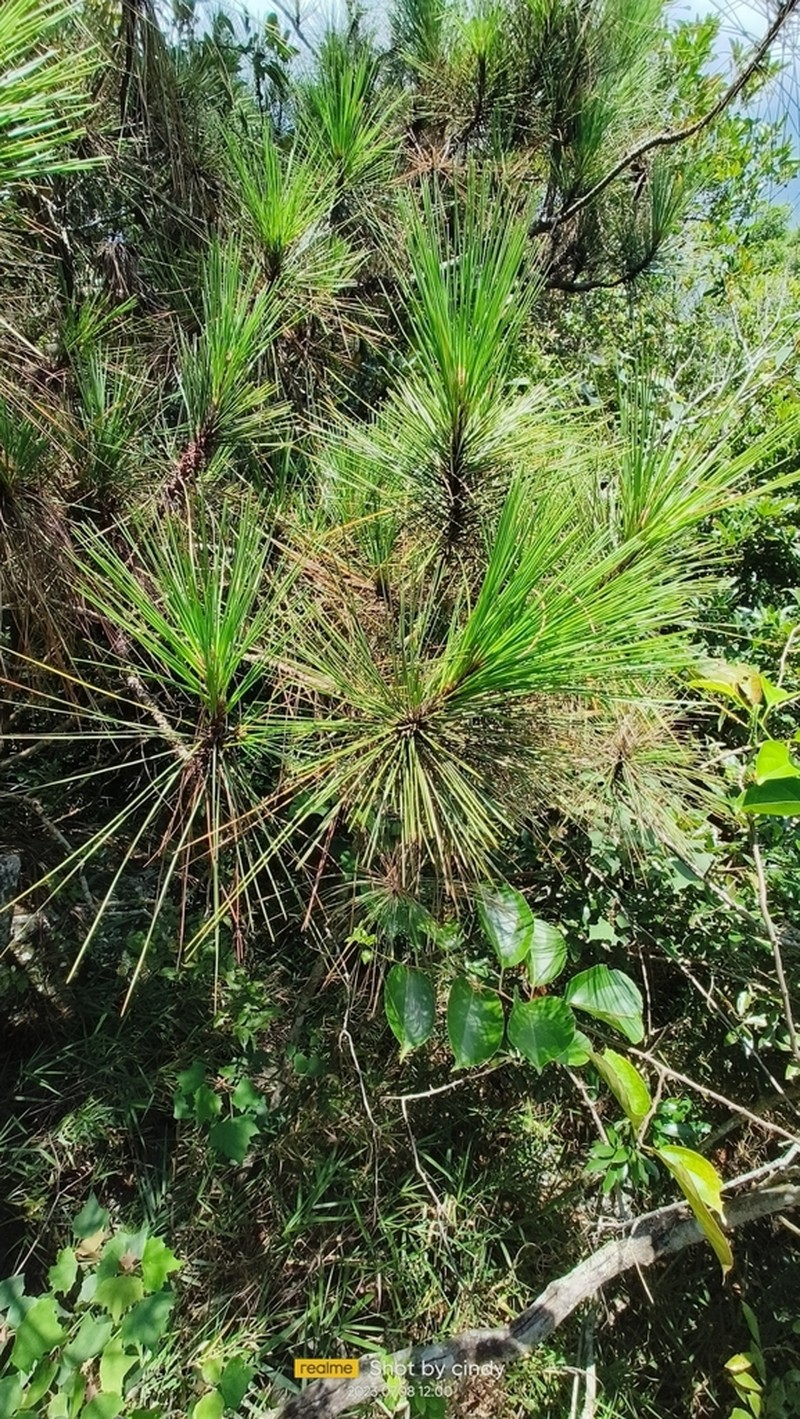 Pinus luchuensis photo 3