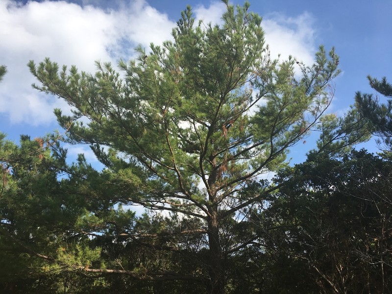 Pinus luchuensis photo 4