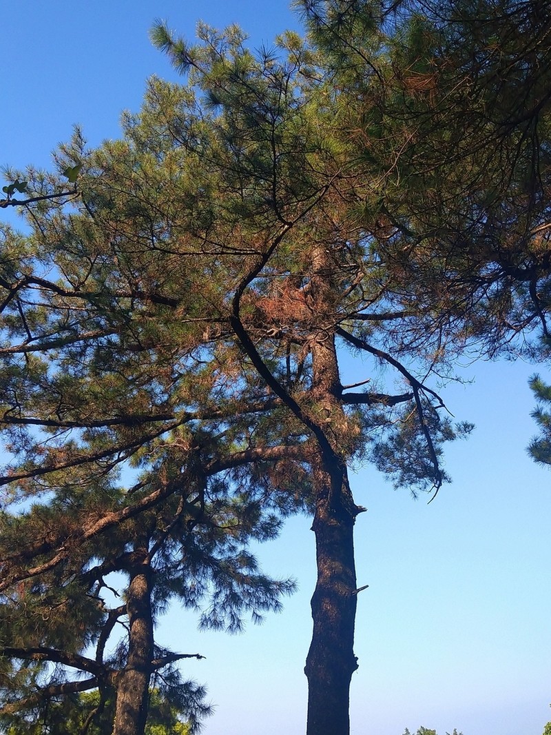Pinus luchuensis photo 5