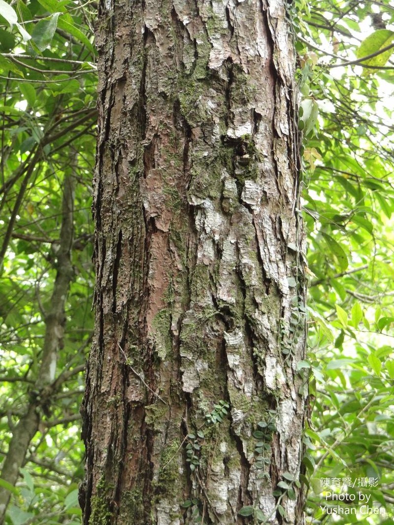 Pinus luchuensis photo 6