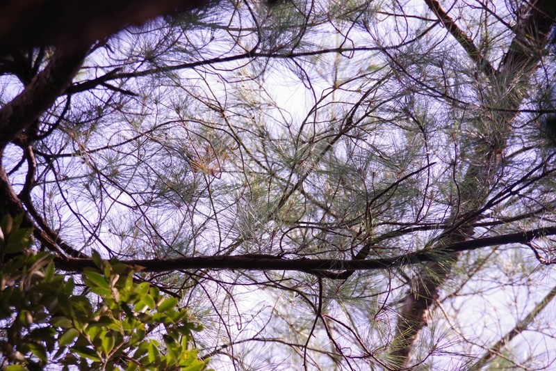 Pinus luchuensis photo 7