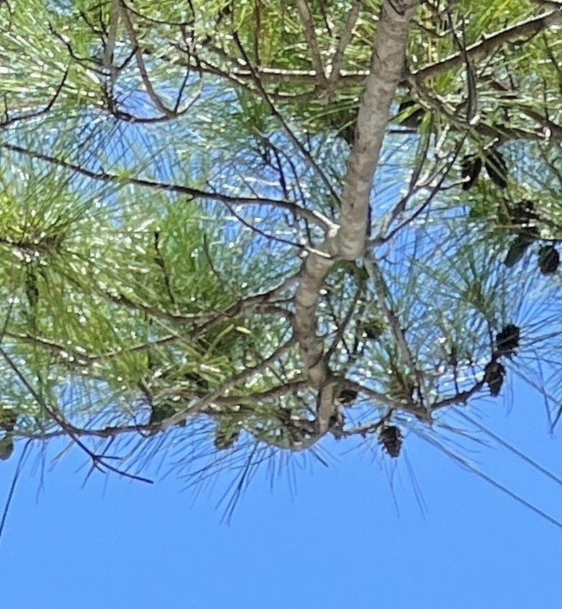 Pinus luchuensis photo 8