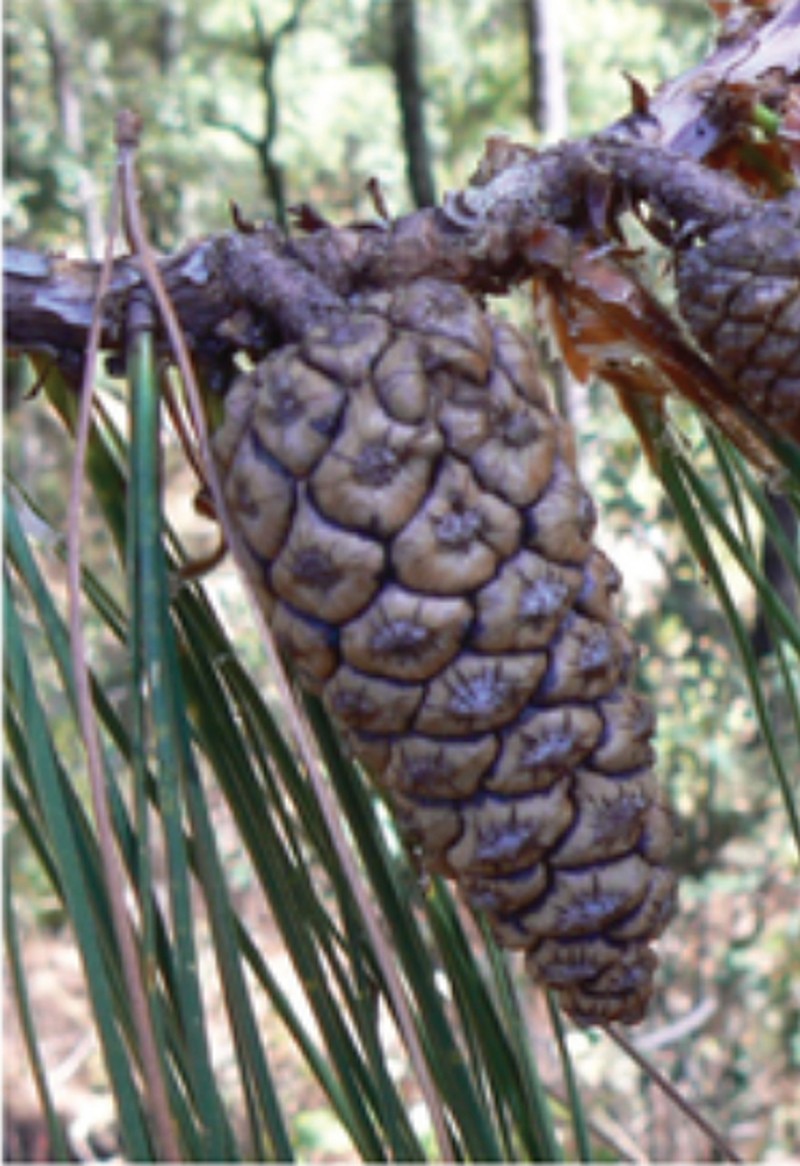Pinus lumholtzii