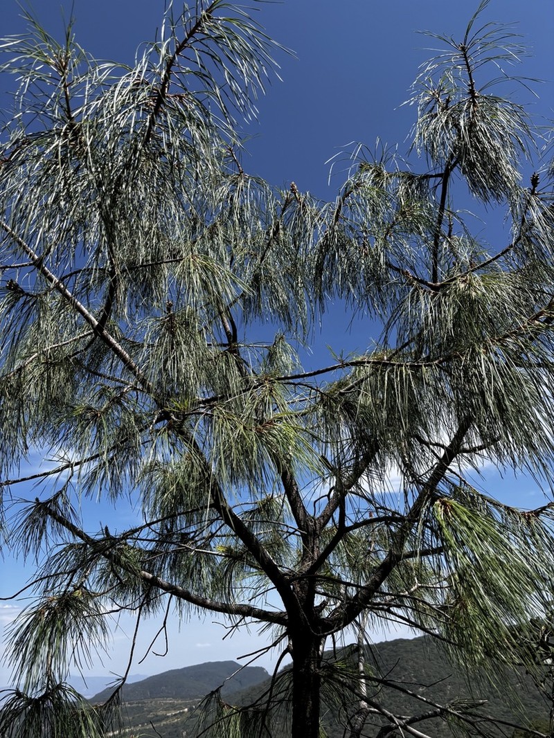 Pinus lumholtzii photo 2