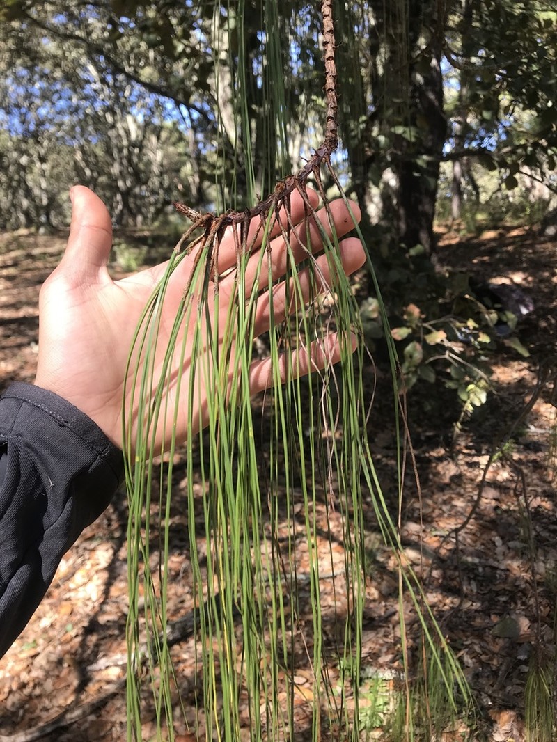 Pinus lumholtzii photo 3