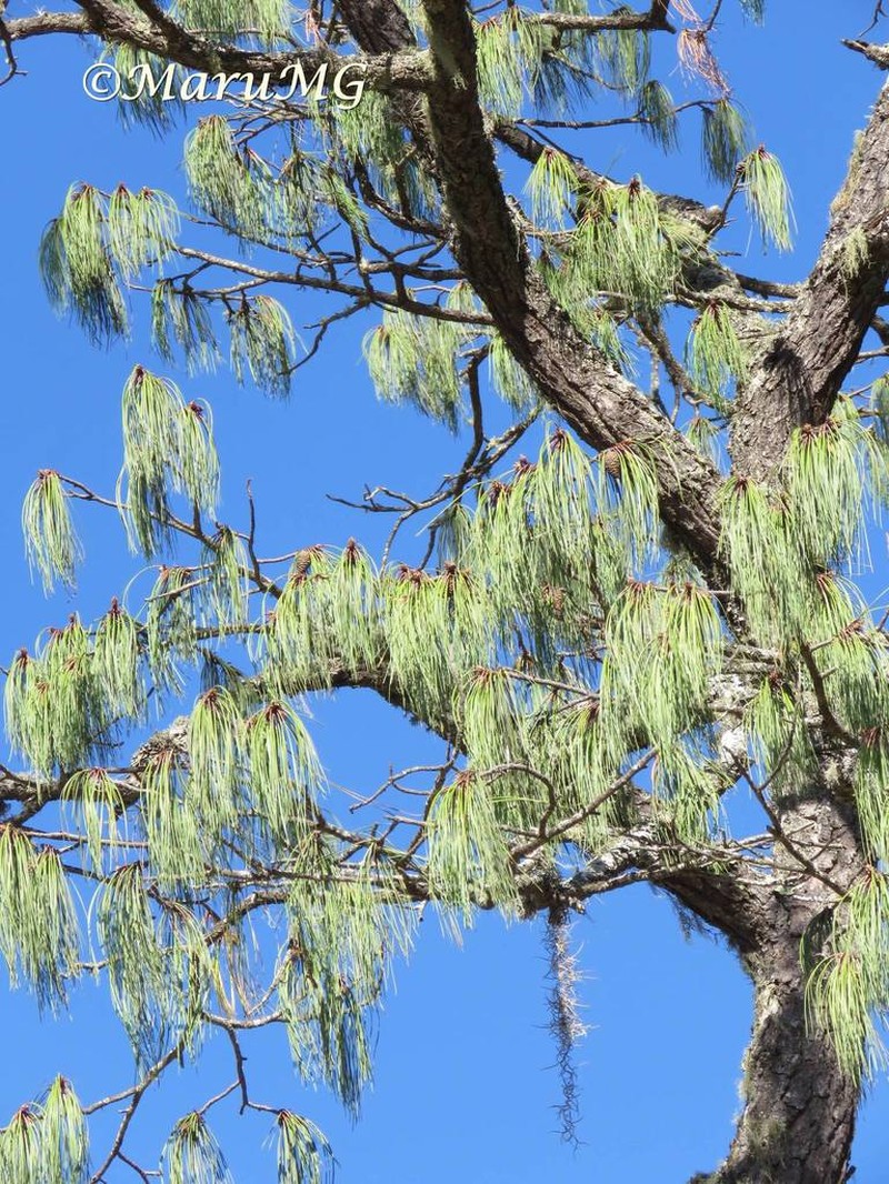 Pinus lumholtzii photo 4