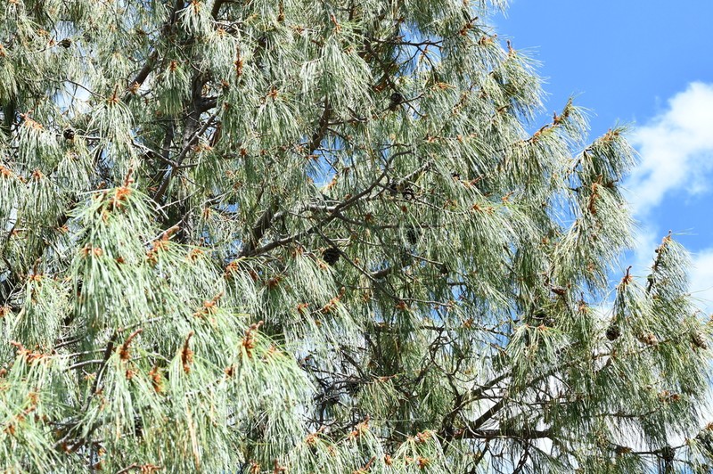 Pinus lumholtzii photo 5