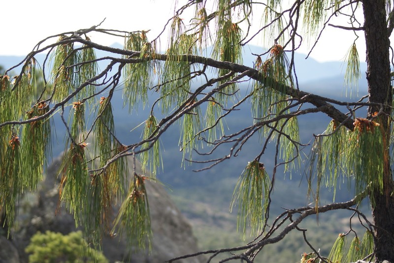 Pinus lumholtzii photo 6