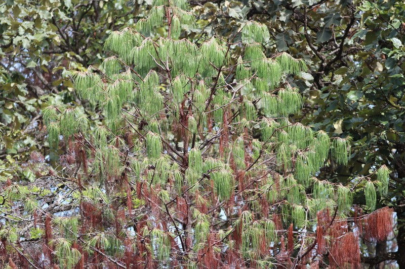 Pinus lumholtzii photo 7