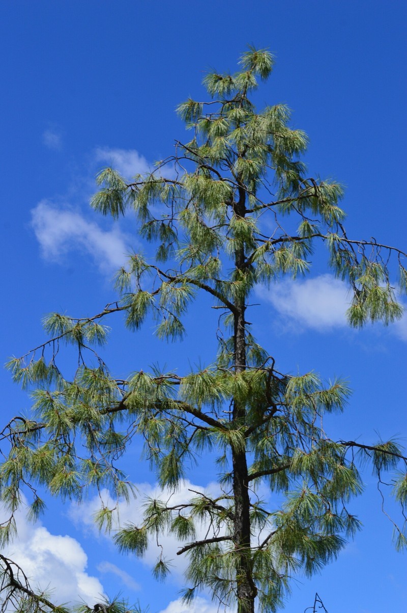 Pinus luzmariae